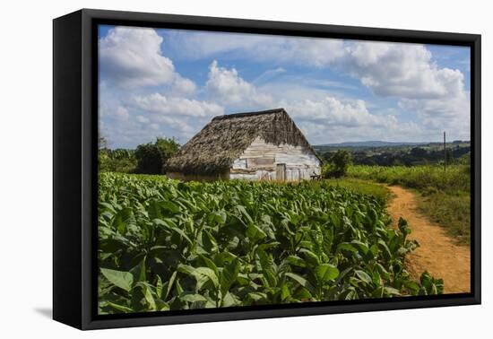 Cuba. Pinar Del Rio. Vinales. Barn Surrounded by Tobacco Fields-Inger Hogstrom-Framed Premier Image Canvas