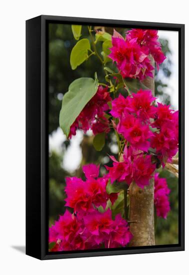 Cuba. Pinar Del Rio. Vinales. Bougainvilla-Inger Hogstrom-Framed Premier Image Canvas