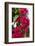 Cuba. Pinar Del Rio. Vinales. Bougainvilla-Inger Hogstrom-Framed Photographic Print