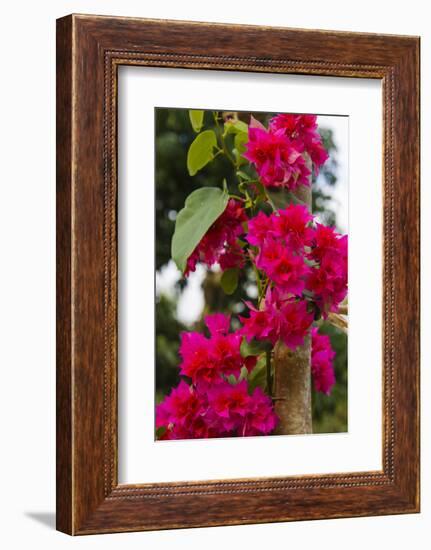 Cuba. Pinar Del Rio. Vinales. Bougainvilla-Inger Hogstrom-Framed Photographic Print