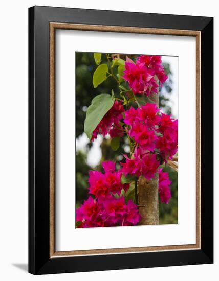 Cuba. Pinar Del Rio. Vinales. Bougainvilla-Inger Hogstrom-Framed Photographic Print