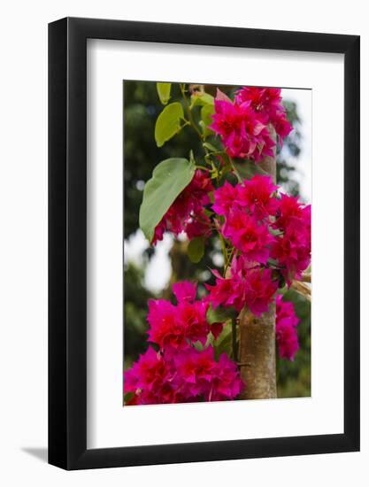 Cuba. Pinar Del Rio. Vinales. Bougainvilla-Inger Hogstrom-Framed Photographic Print