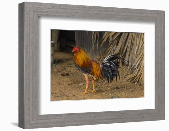 Cuba. Pinar Del Rio. Vinales. Rooster-Inger Hogstrom-Framed Photographic Print