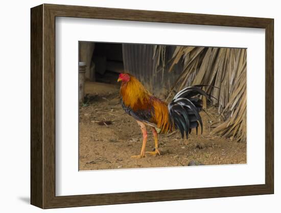 Cuba. Pinar Del Rio. Vinales. Rooster-Inger Hogstrom-Framed Photographic Print