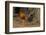 Cuba. Pinar Del Rio. Vinales. Rooster-Inger Hogstrom-Framed Photographic Print