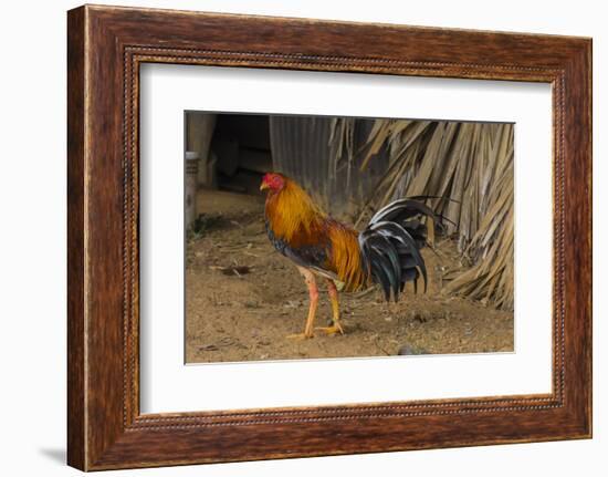 Cuba. Pinar Del Rio. Vinales. Rooster-Inger Hogstrom-Framed Photographic Print