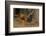 Cuba. Pinar Del Rio. Vinales. Rooster-Inger Hogstrom-Framed Photographic Print