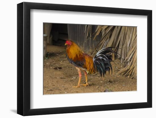 Cuba. Pinar Del Rio. Vinales. Rooster-Inger Hogstrom-Framed Photographic Print