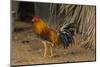 Cuba. Pinar Del Rio. Vinales. Rooster-Inger Hogstrom-Mounted Photographic Print