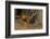 Cuba. Pinar Del Rio. Vinales. Rooster-Inger Hogstrom-Framed Photographic Print