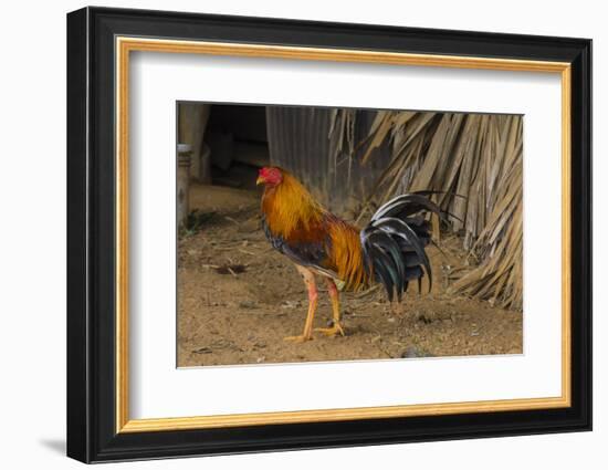 Cuba. Pinar Del Rio. Vinales. Rooster-Inger Hogstrom-Framed Photographic Print