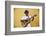 Cuba, Santiago De Cuba Province, Santiago De Cuba, Historical Center, Musician-Jane Sweeney-Framed Photographic Print