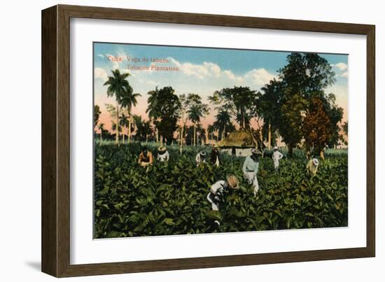 Cuba: Vega de tabaco. Tobacco Plantation, c1900-Unknown-Framed Giclee Print