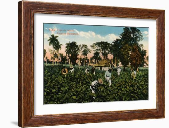 Cuba: Vega de tabaco. Tobacco Plantation, c1900-Unknown-Framed Giclee Print