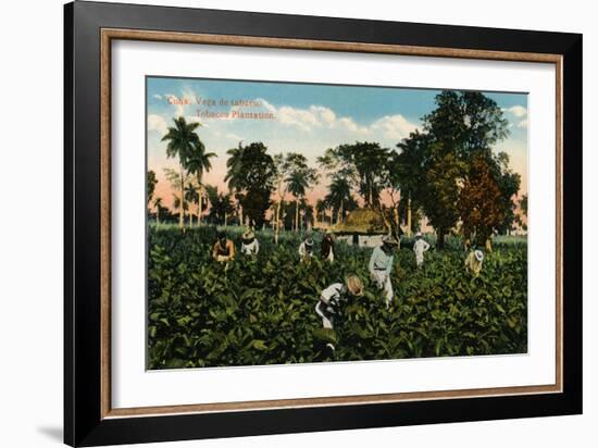 Cuba: Vega de tabaco. Tobacco Plantation, c1900-Unknown-Framed Giclee Print