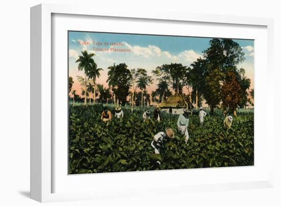 Cuba: Vega de tabaco. Tobacco Plantation, c1900-Unknown-Framed Giclee Print