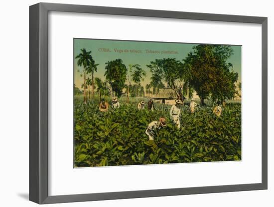 Cuba. Vega de tabaco. Tobacco plantation, c1920s-Unknown-Framed Giclee Print