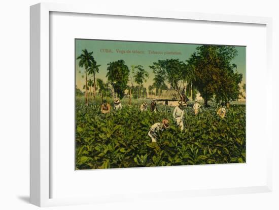 Cuba. Vega de tabaco. Tobacco plantation, c1920s-Unknown-Framed Giclee Print