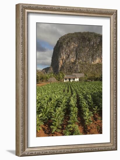 Cuba, Vinales. a Field of Tobacco Ready for Harvesting on a Farm in the Valley-Brenda Tharp-Framed Photographic Print