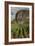 Cuba, Vinales. a Field of Tobacco Ready for Harvesting on a Farm in the Valley-Brenda Tharp-Framed Photographic Print