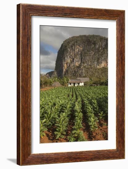 Cuba, Vinales. a Field of Tobacco Ready for Harvesting on a Farm in the Valley-Brenda Tharp-Framed Photographic Print