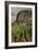 Cuba, Vinales. a Field of Tobacco Ready for Harvesting on a Farm in the Valley-Brenda Tharp-Framed Photographic Print