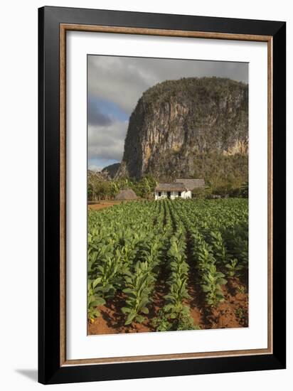 Cuba, Vinales. a Field of Tobacco Ready for Harvesting on a Farm in the Valley-Brenda Tharp-Framed Photographic Print