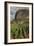 Cuba, Vinales. a Field of Tobacco Ready for Harvesting on a Farm in the Valley-Brenda Tharp-Framed Photographic Print