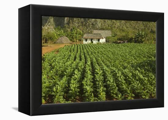 Cuba, Vinales. a Field of Tobacco Ready for Harvesting on a Farm in the Valley-Brenda Tharp-Framed Premier Image Canvas