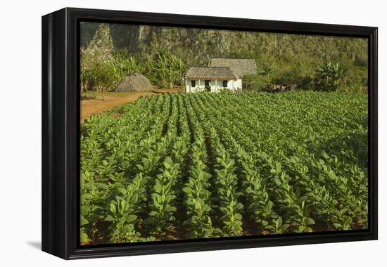 Cuba, Vinales. a Field of Tobacco Ready for Harvesting on a Farm in the Valley-Brenda Tharp-Framed Premier Image Canvas