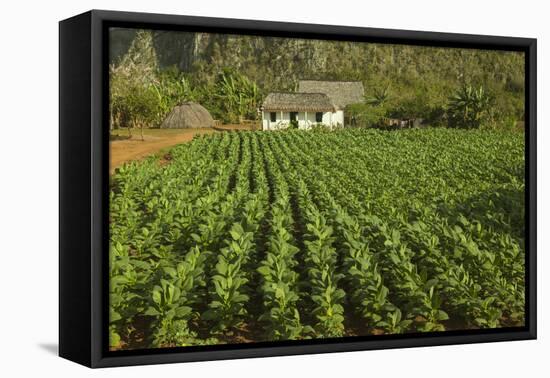 Cuba, Vinales. a Field of Tobacco Ready for Harvesting on a Farm in the Valley-Brenda Tharp-Framed Premier Image Canvas