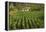 Cuba, Vinales. a Field of Tobacco Ready for Harvesting on a Farm in the Valley-Brenda Tharp-Framed Premier Image Canvas