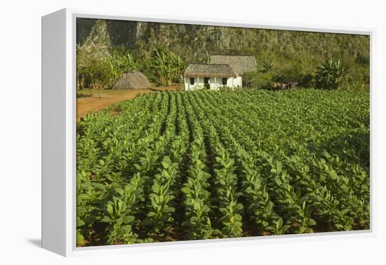 Cuba, Vinales. a Field of Tobacco Ready for Harvesting on a Farm in the Valley-Brenda Tharp-Framed Premier Image Canvas