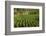 Cuba, Vinales. a Field of Tobacco Ready for Harvesting on a Farm in the Valley-Brenda Tharp-Framed Photographic Print