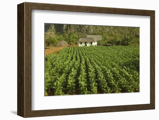 Cuba, Vinales. a Field of Tobacco Ready for Harvesting on a Farm in the Valley-Brenda Tharp-Framed Photographic Print