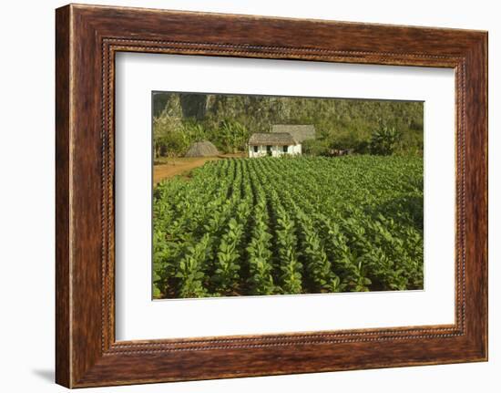 Cuba, Vinales. a Field of Tobacco Ready for Harvesting on a Farm in the Valley-Brenda Tharp-Framed Photographic Print