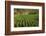 Cuba, Vinales. a Field of Tobacco Ready for Harvesting on a Farm in the Valley-Brenda Tharp-Framed Photographic Print