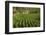 Cuba, Vinales. a Field of Tobacco Ready for Harvesting on a Farm in the Valley-Brenda Tharp-Framed Photographic Print