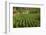 Cuba, Vinales. a Field of Tobacco Ready for Harvesting on a Farm in the Valley-Brenda Tharp-Framed Photographic Print