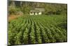 Cuba, Vinales. a Field of Tobacco Ready for Harvesting on a Farm in the Valley-Brenda Tharp-Mounted Photographic Print