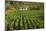 Cuba, Vinales. a Field of Tobacco Ready for Harvesting on a Farm in the Valley-Brenda Tharp-Mounted Photographic Print