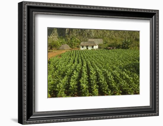 Cuba, Vinales. a Field of Tobacco Ready for Harvesting on a Farm in the Valley-Brenda Tharp-Framed Photographic Print