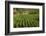 Cuba, Vinales. a Field of Tobacco Ready for Harvesting on a Farm in the Valley-Brenda Tharp-Framed Photographic Print