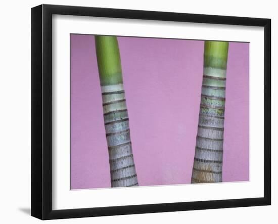 Cuba, Vinales. rings on trunks of palm trees in front of pink wall.-Merrill Images-Framed Photographic Print