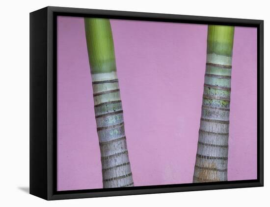 Cuba, Vinales. rings on trunks of palm trees in front of pink wall.-Merrill Images-Framed Premier Image Canvas