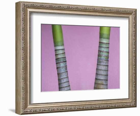 Cuba, Vinales. rings on trunks of palm trees in front of pink wall.-Merrill Images-Framed Photographic Print