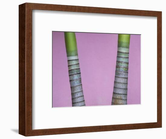 Cuba, Vinales. rings on trunks of palm trees in front of pink wall.-Merrill Images-Framed Photographic Print