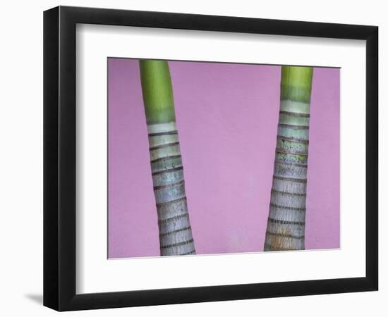 Cuba, Vinales. rings on trunks of palm trees in front of pink wall.-Merrill Images-Framed Photographic Print