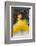 Cuban Dancer in Motion, Callejon De Hamel, Cuba-Adam Jones-Framed Photographic Print