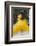 Cuban Dancer in Motion, Callejon De Hamel, Cuba-Adam Jones-Framed Photographic Print